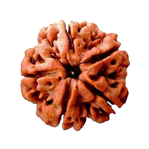 RudraTattva Logo - Sacred Rudrākṣa Bead